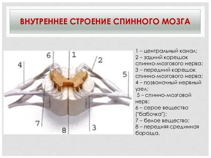 ВНУТРЕННЕЕ СТРОЕНИЕ СПИННОГО МОЗГА 1 – центральный канал; 2 – задний