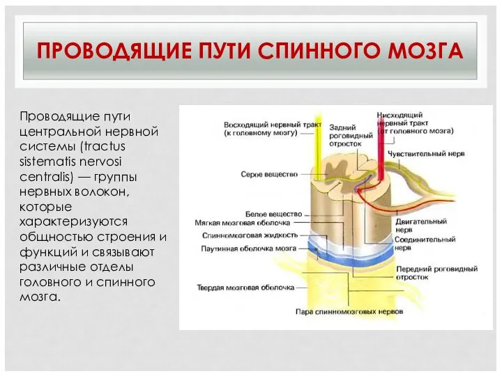 ПРОВОДЯЩИЕ ПУТИ СПИННОГО МОЗГА Проводящие пути центральной нервной системы (tractus sistematis