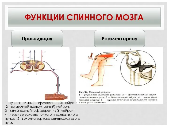 ФУНКЦИИ СПИННОГО МОЗГА Проводящая Рефлекторная 1 - чувствительный (афферентный) нейрон; 2