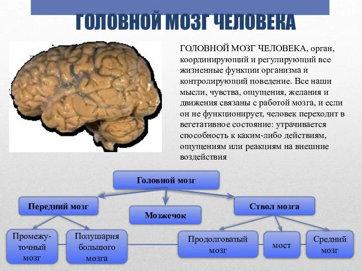 ГОЛОВНОЙ МОЗГ ЧЕЛОВЕКА ГОЛОВНОЙ МОЗГ ЧЕЛОВЕКА, орган, координирующий и регулирующий все