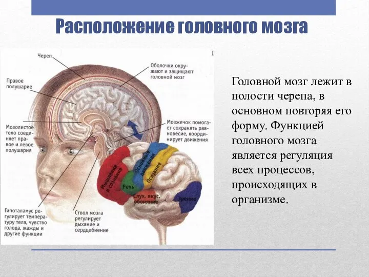 Расположение головного мозга Головной мозг лежит в полости черепа, в основном