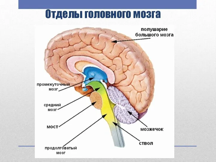 Отделы головного мозга