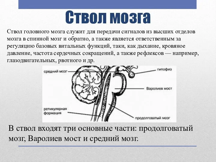 Ствол мозга Ствол головного мозга служит для передачи сигналов из высших