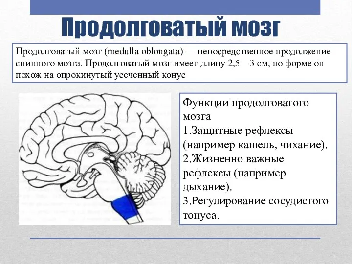 Продолговатый мозг Продолговатый мозг (medulla oblongata) — непосредственное продолжение спинного мозга.