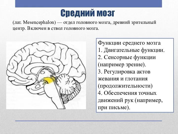 Средний мозг Функции среднего мозга 1. Двигательные функции. 2. Сенсорные функции