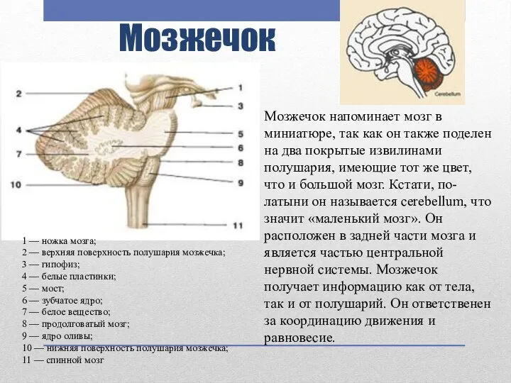 Мозжечок Мозжечок напоминает мозг в миниатюре, так как он также поделен