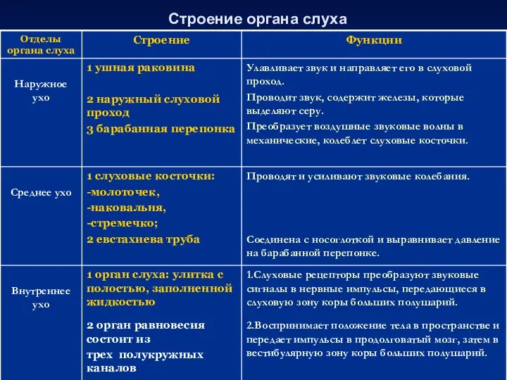 Строение органа слуха 1.Слуховые рецепторы преобразуют звуковые сигналы в нервные импульсы,