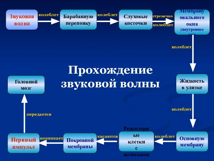 Звуковая волна Барабанную перепонку Слуховые косточки Мембрану овального окна (внутреннее ухо)