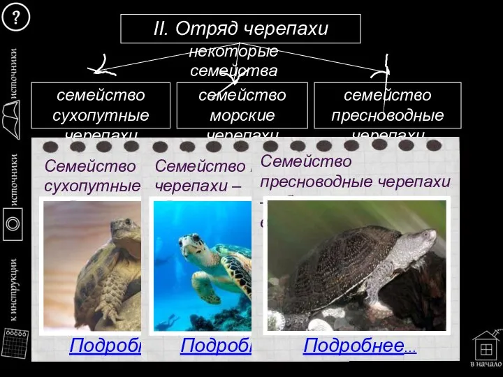 II. Отряд черепахи семейство сухопутные черепахи семейство морские черепахи семейство пресноводные черепахи Подробнее… Подробнее… Подробнее…