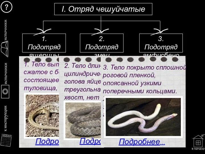 I. Отряд чешуйчатые 1. Подотряд ящерицы 2. Подотряд змеи 3. Подотряд амфисбеновые Подробнее… Подробнее… Подробнее…