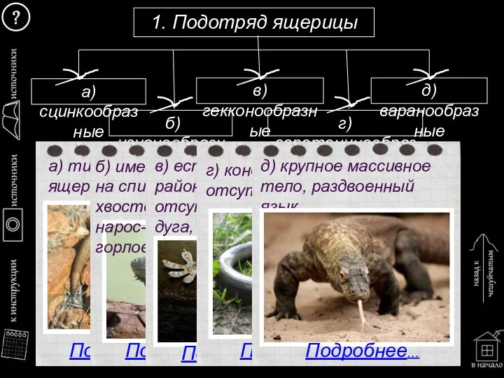 1. Подотряд ящерицы б) игуанообразные а) сцинкообразные в) гекконообразные д) варанообразные