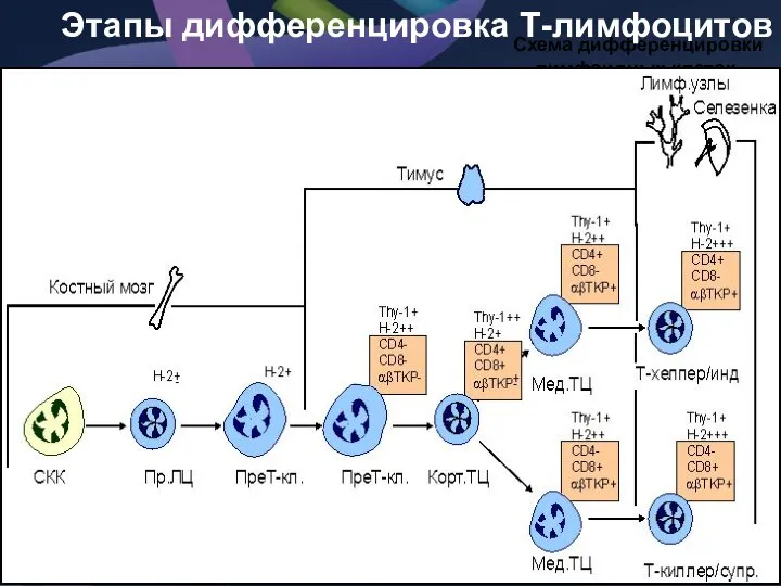 Схема дифференцировки лимфоидных клеток. Этапы дифференцировка Т-лимфоцитов