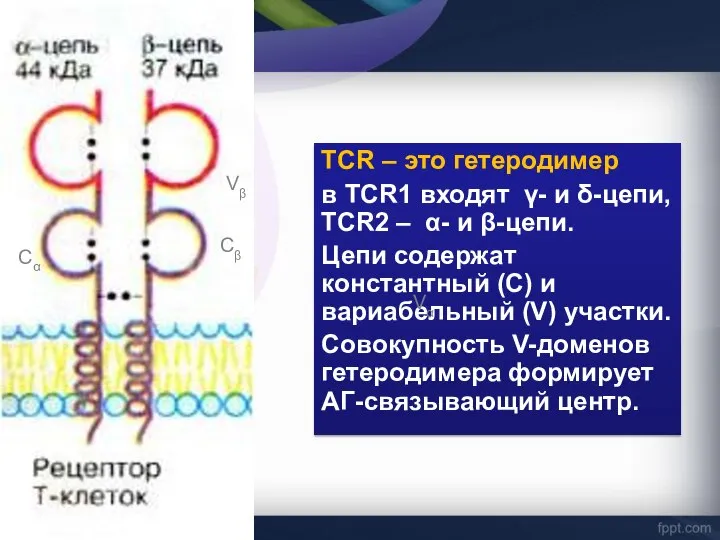 TCR – это гетеродимер в TCR1 входят γ- и δ-цепи, TCR2