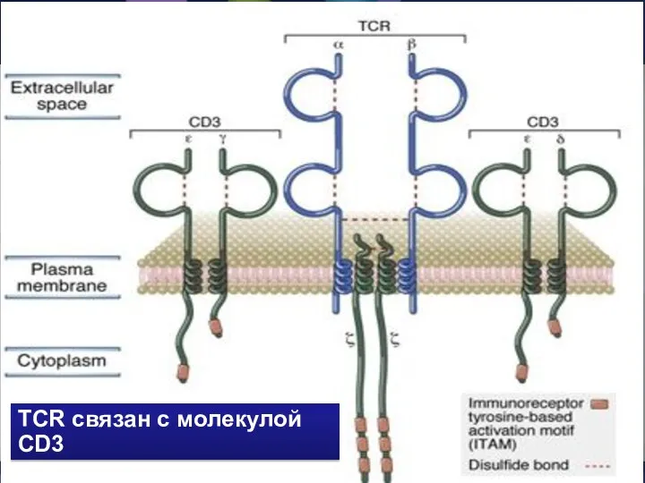 ТСR связан с молекулой CD3