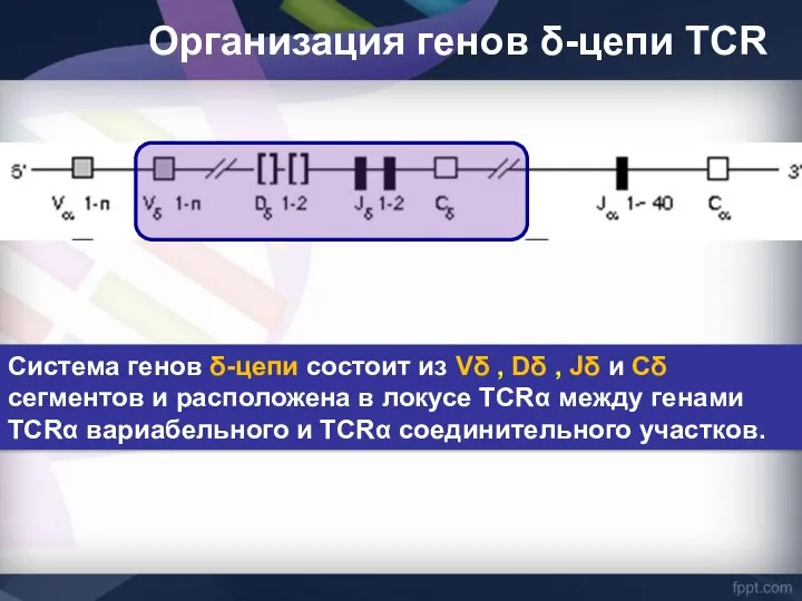Система генов δ-цепи состоит из Vδ , Dδ , Jδ и