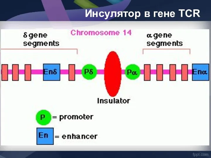 Инсулятор в гене ТСR
