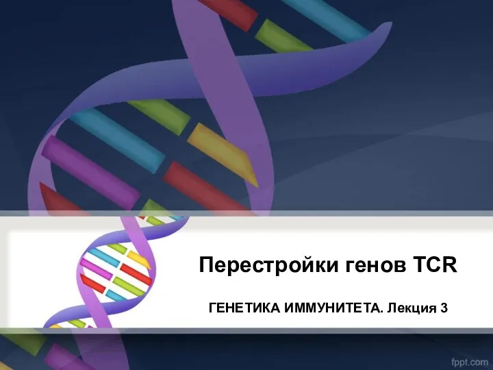 Перестройки генов TCR ГЕНЕТИКА ИММУНИТЕТА. Лекция 3