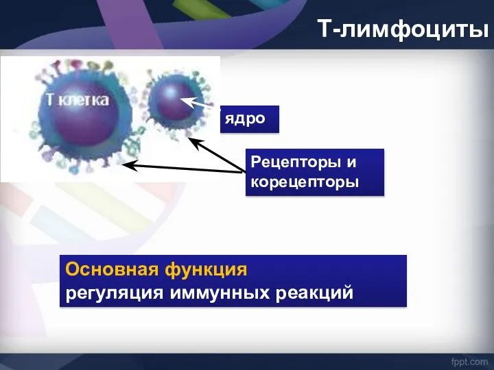 Т-лимфоциты ядро Рецепторы и корецепторы Основная функция регуляция иммунных реакций