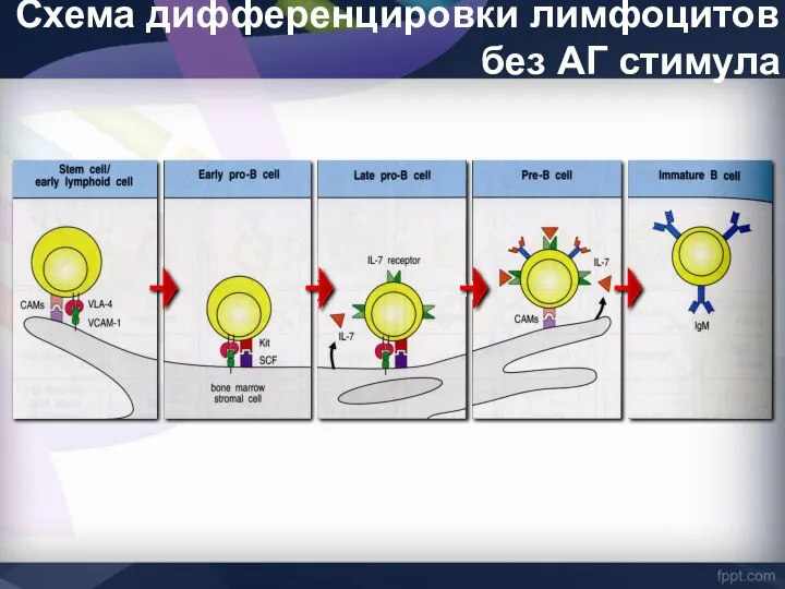 Схема дифференцировки лимфоцитов без АГ стимула