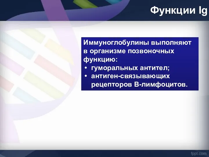 Функции Ig Иммуноглобулины выполняют в организме позвоночных функцию: гуморальных антител; антиген-связывающих рецепторов В-лимфоцитов.