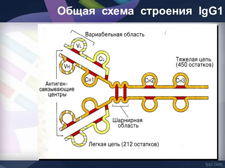 Общая схема строения lgG1
