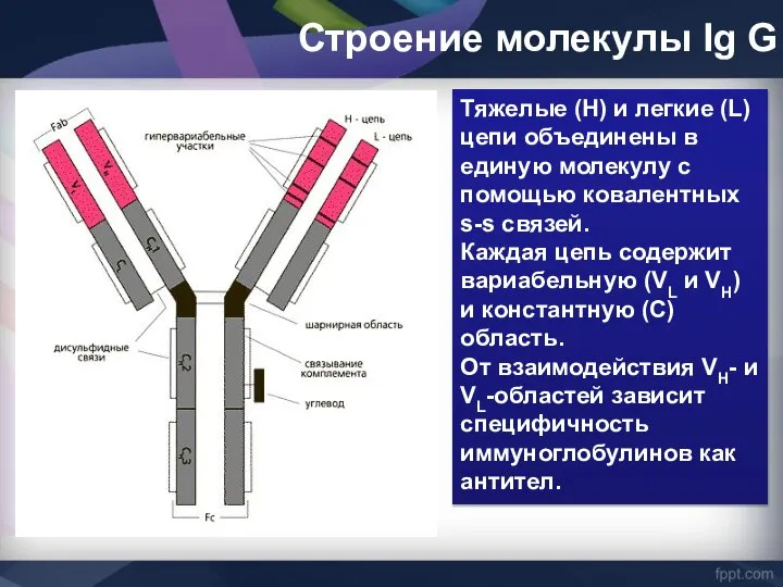 Строение молекулы Ig G Тяжелые (Н) и легкие (L) цепи объединены