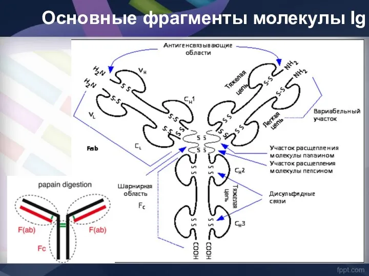 Основные фрагменты молекулы Ig