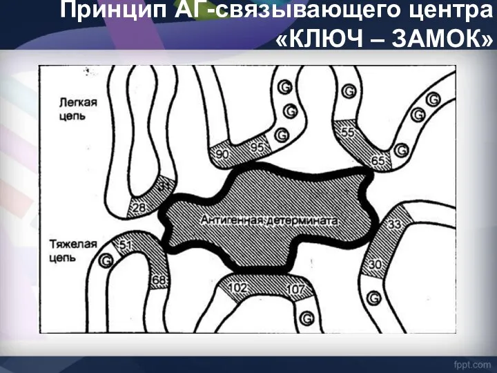 Принцип АГ-связывающего центра «КЛЮЧ – ЗАМОК»