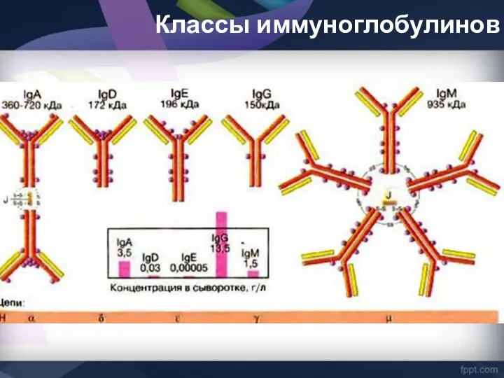 Классы иммуноглобулинов