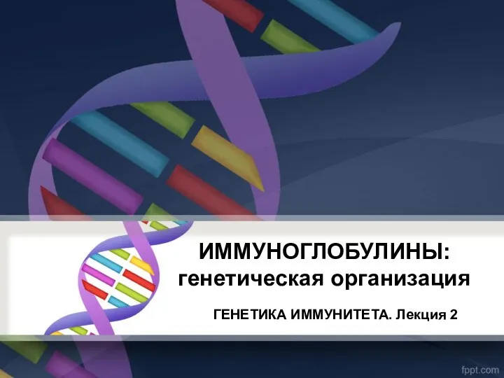 ИММУНОГЛОБУЛИНЫ: генетическая организация ГЕНЕТИКА ИММУНИТЕТА. Лекция 2