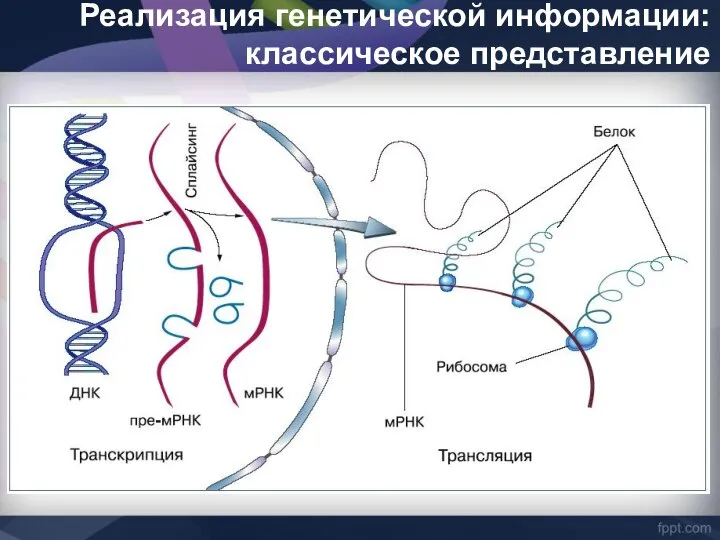 Реализация генетической информации: классическое представление