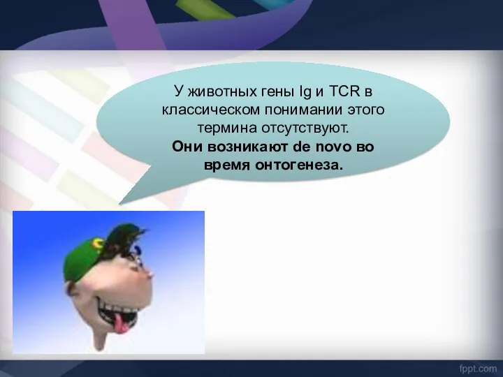 У животных гены Ig и TCR в классическом понимании этого термина