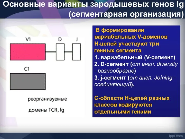 Основные варианты зародышевых генов Ig (сегментарная организация) В формировании вариабельных V-доменов