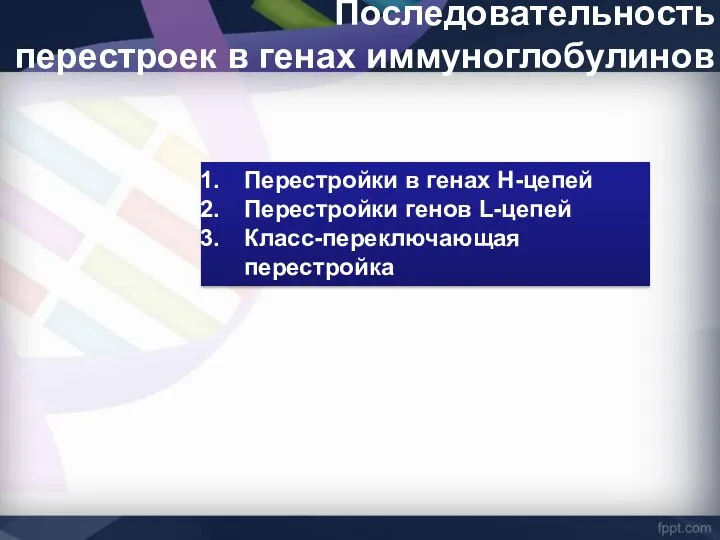 Последовательность перестроек в генах иммуноглобулинов Перестройки в генах Н-цепей Перестройки генов L-цепей Класс-переключающая перестройка