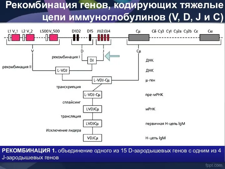 Рекомбинация генов, кодирующих тяжелые цепи иммуноглобулинов (V, D, J и C)