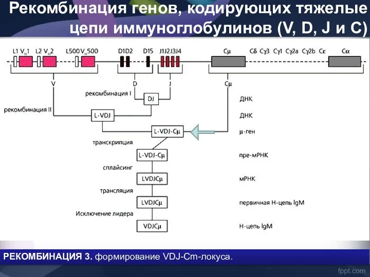 Рекомбинация генов, кодирующих тяжелые цепи иммуноглобулинов (V, D, J и C) РЕКОМБИНАЦИЯ 3. формирование VDJ-Cm-локуса.