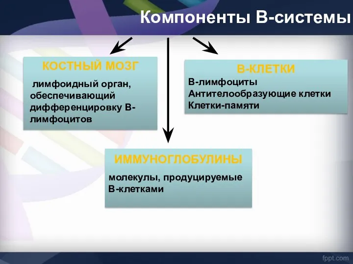 Компоненты В-системы КОСТНЫЙ МОЗГ лимфоидный орган, обеспечивающий дифференцировку В-лимфоцитов В-КЛЕТКИ В-лимфоциты