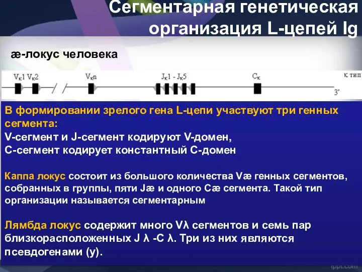 Сегментарная генетическая организация L-цепей Ig æ-локус человека В формировании зрелого гена