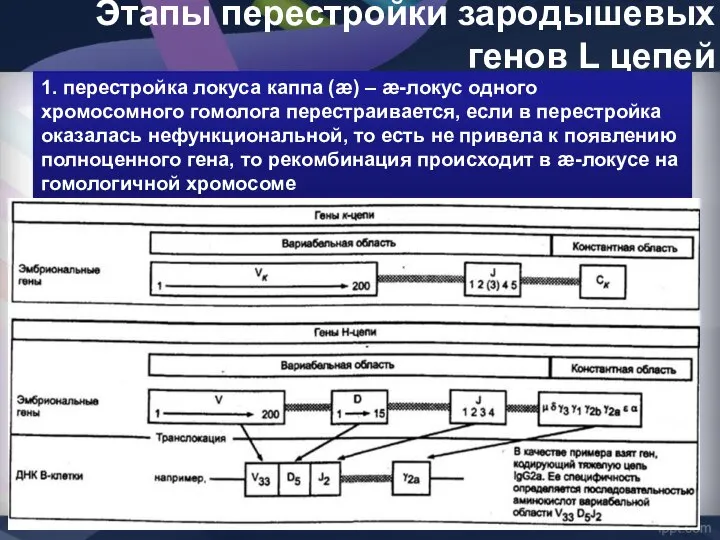 Этапы перестройки зародышевых генов L цепей 1. перестройка локуса каппа (æ)