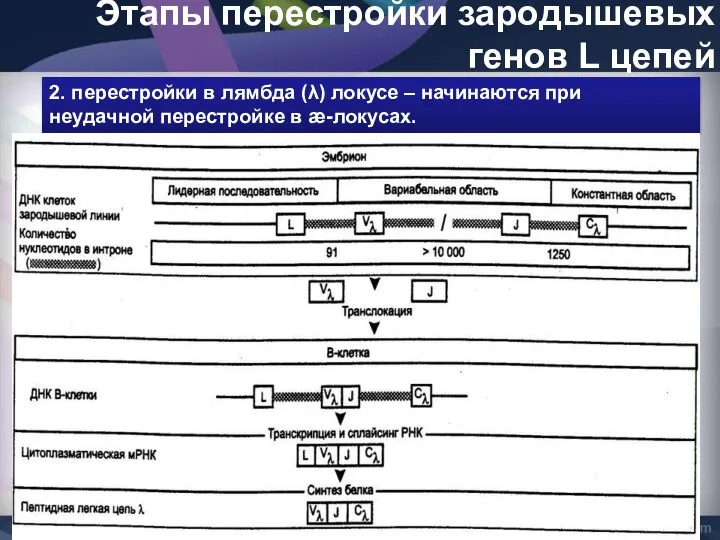 Этапы перестройки зародышевых генов L цепей 2. перестройки в лямбда (λ)