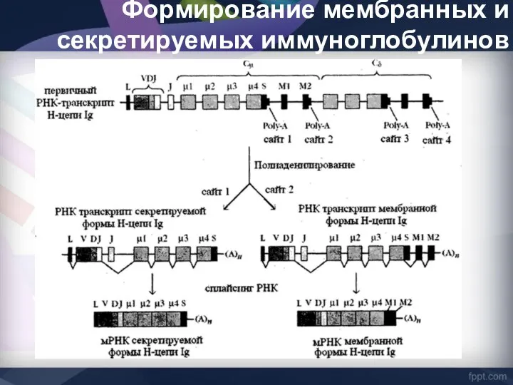 Формирование мембранных и секретируемых иммуноглобулинов