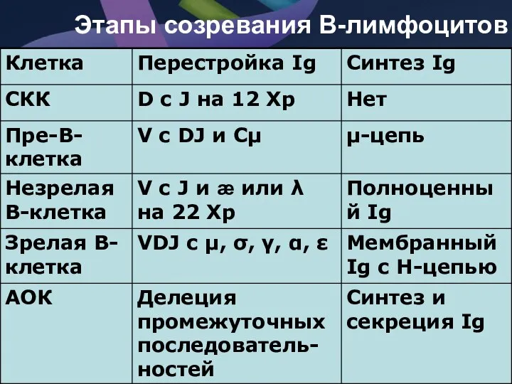 Этапы созревания В-лимфоцитов