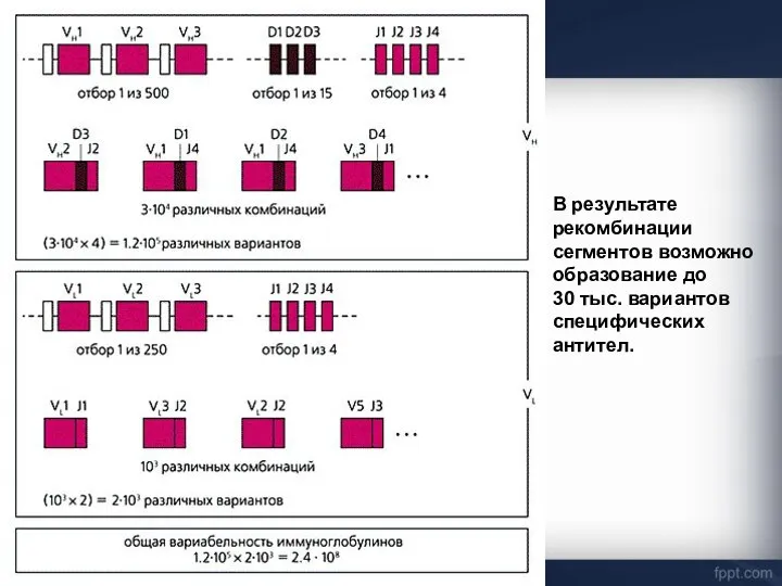 В результате рекомбинации сегментов возможно образование до 30 тыс. вариантов специфических антител.