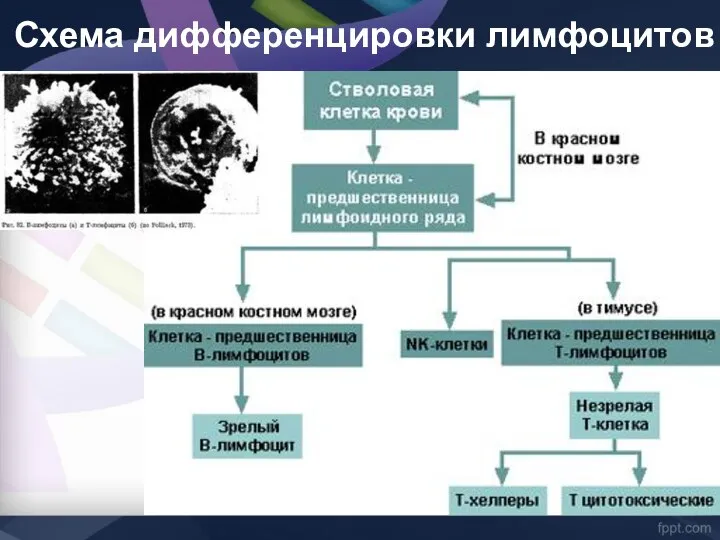 Схема дифференцировки лимфоцитов