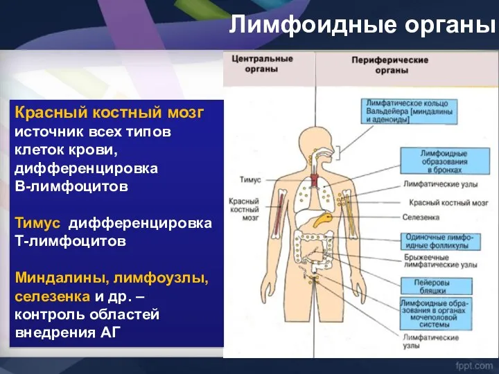 Лимфоидные органы Красный костный мозг источник всех типов клеток крови, дифференцировка