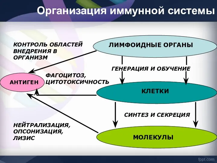 Организация иммунной системы ЛИМФОИДНЫЕ ОРГАНЫ КЛЕТКИ ГЕНЕРАЦИЯ И ОБУЧЕНИЕ СИНТЕЗ И