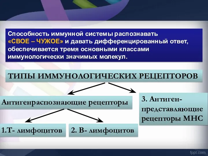 ТИПЫ ИММУНОЛОГИЧЕСКИХ РЕЦЕПТОРОВ Антигенраспознающие рецепторы 1.Т- лимфоцитов 2. В- лимфоцитов 3.