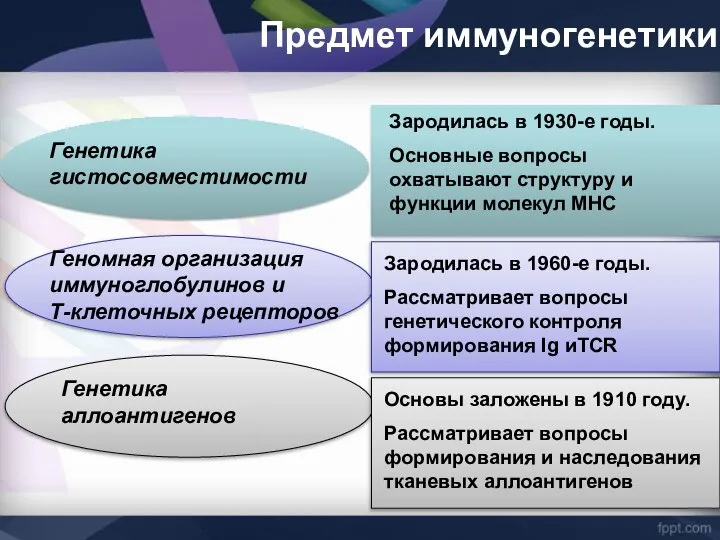 Генетика гистосовместимости Зародилась в 1930-е годы. Основные вопросы охватывают структуру и