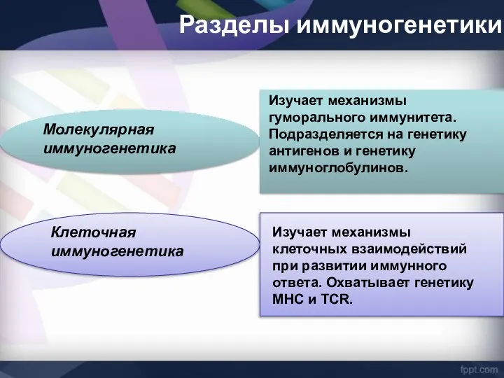 Молекулярная иммуногенетика Клеточная иммуногенетика Изучает механизмы клеточных взаимодействий при развитии иммунного