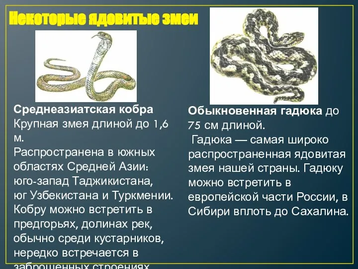 Среднеазиатская кобра Крупная змея длиной до 1,6 м. Распространена в южных